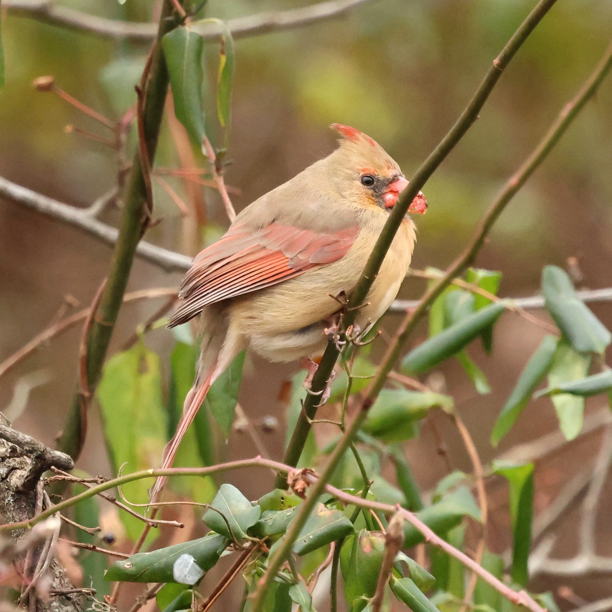 rødkardinal - ML646654716