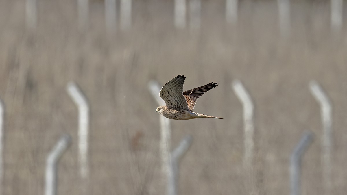 Eurasian Kestrel - ML646654724