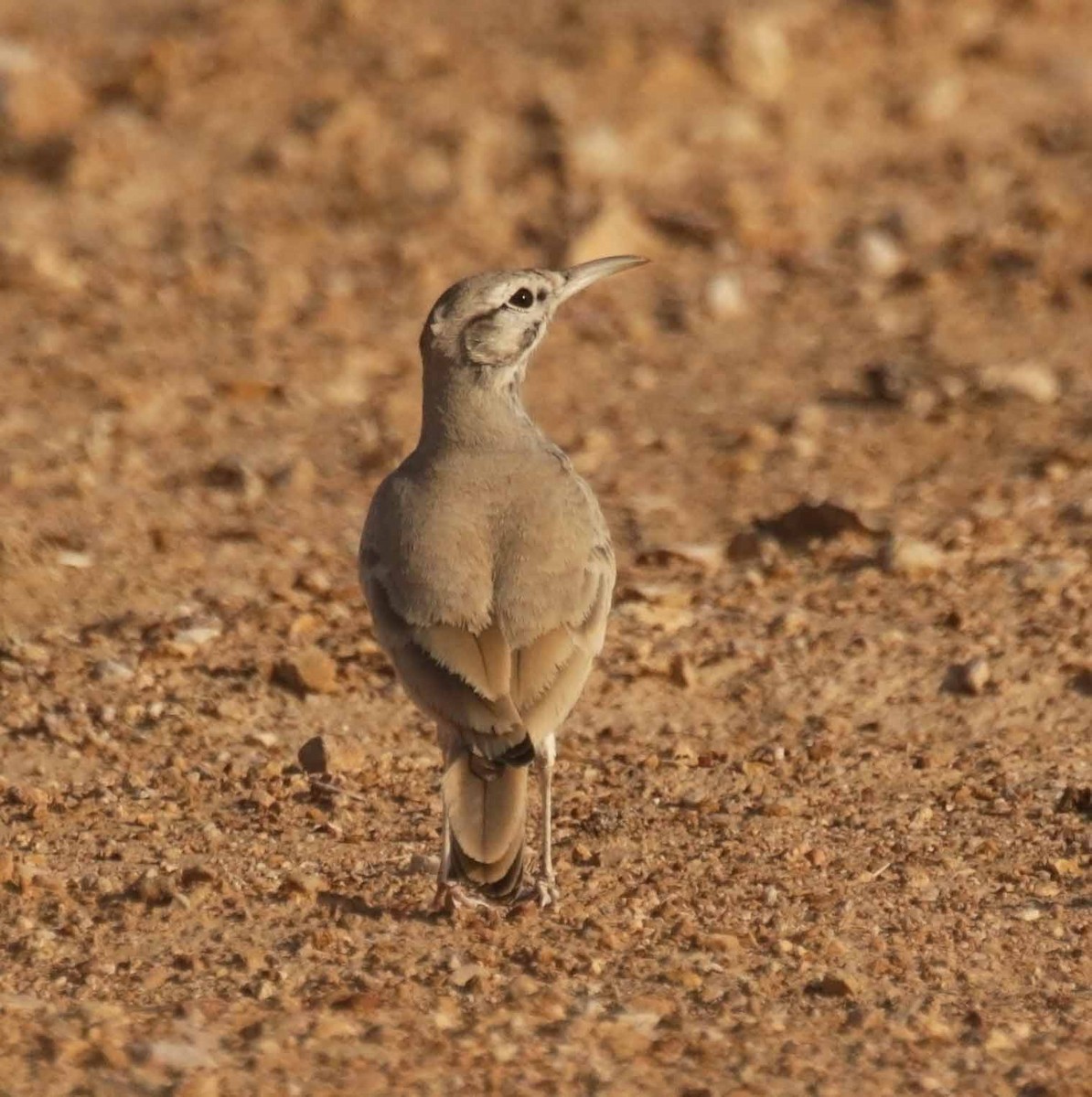 ハシナガヒバリ - ML646654726