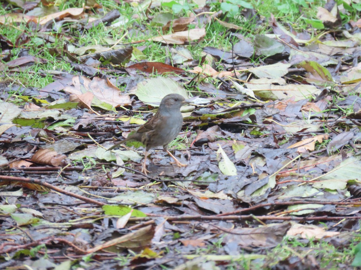 Dağbülbülü - ML646654728