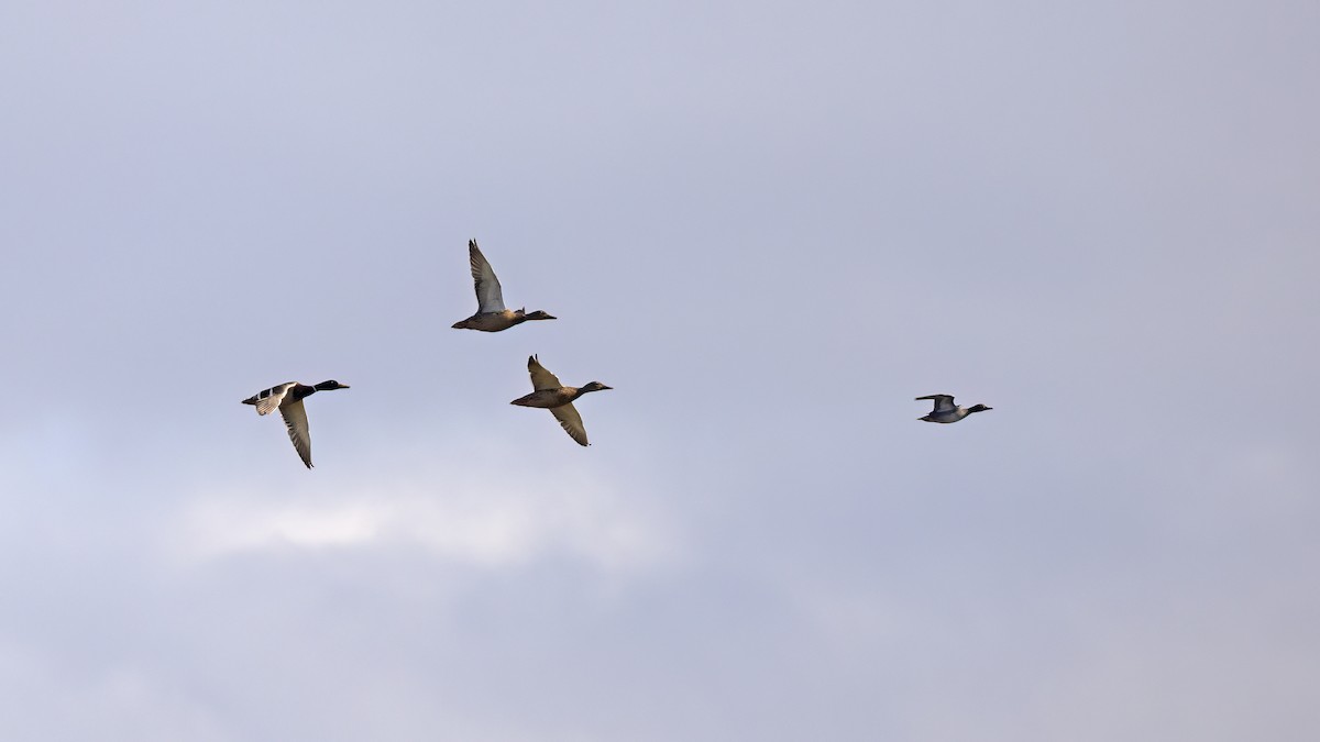 Mallard - ML646654729