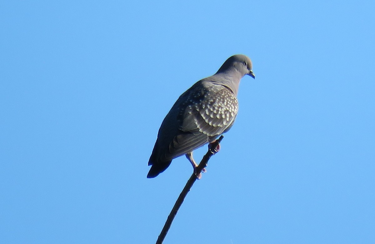 Fleckentaube - ML646654730