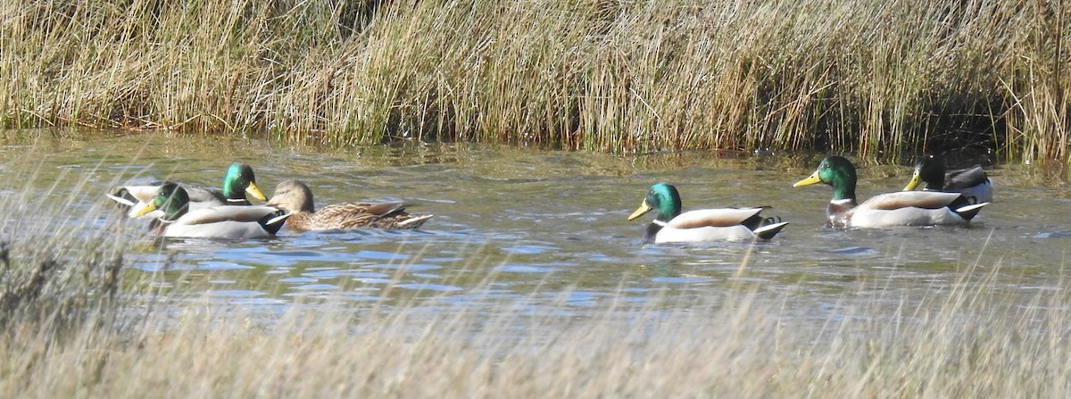 stokkand - ML646654732