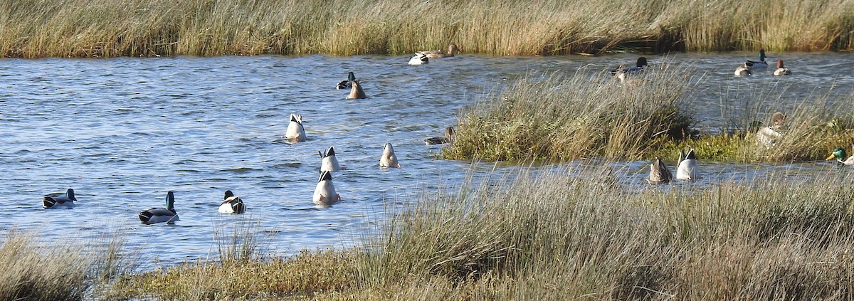 stokkand - ML646654733