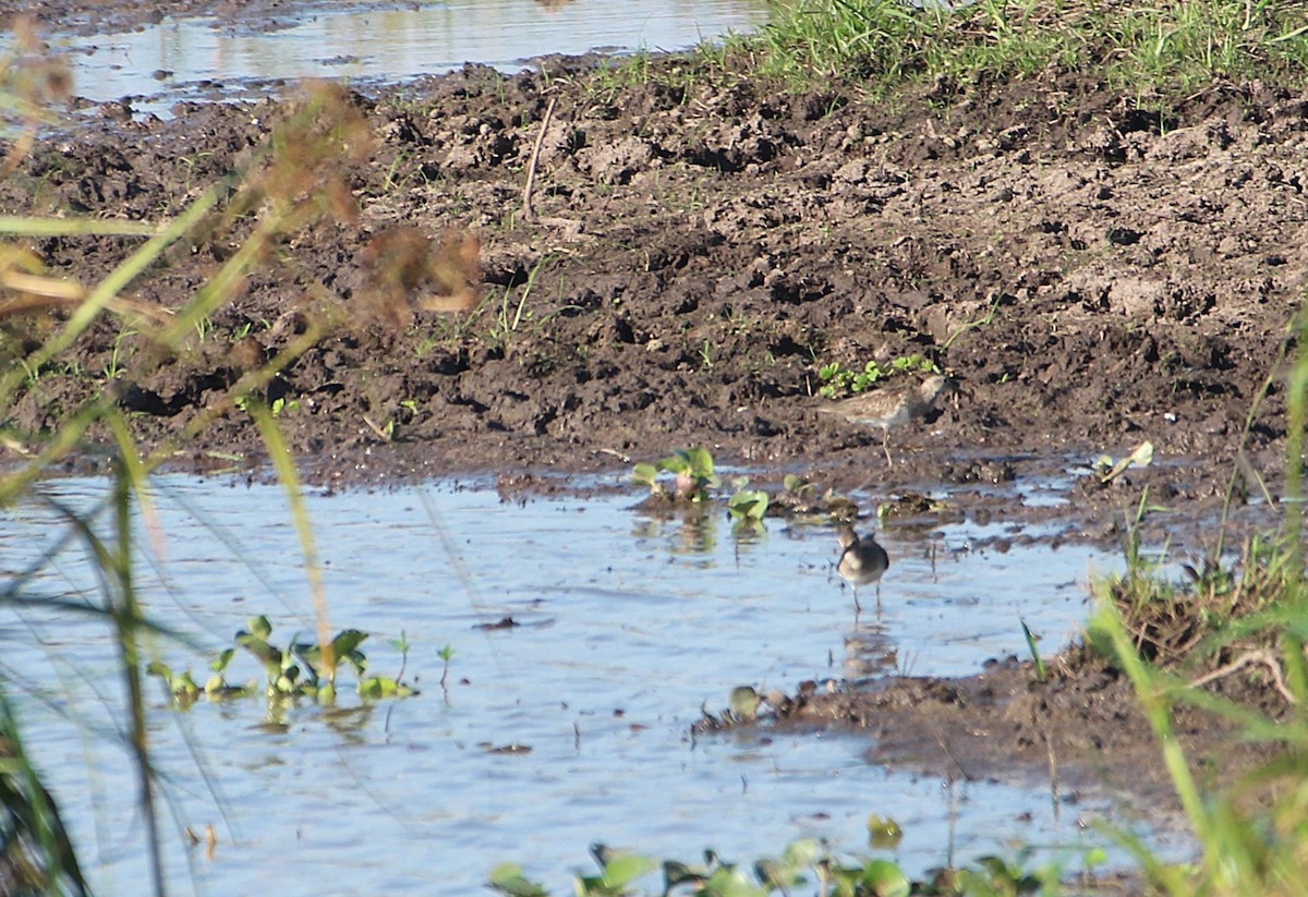 חופית כהת-חזה - ML646654734