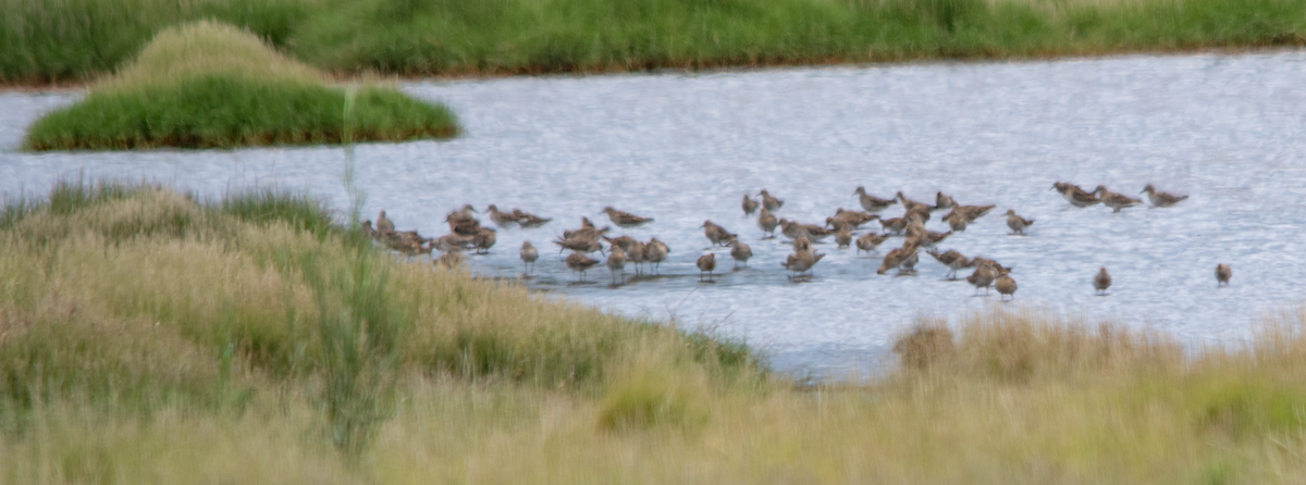 חופית חדת-זנב - ML646654735