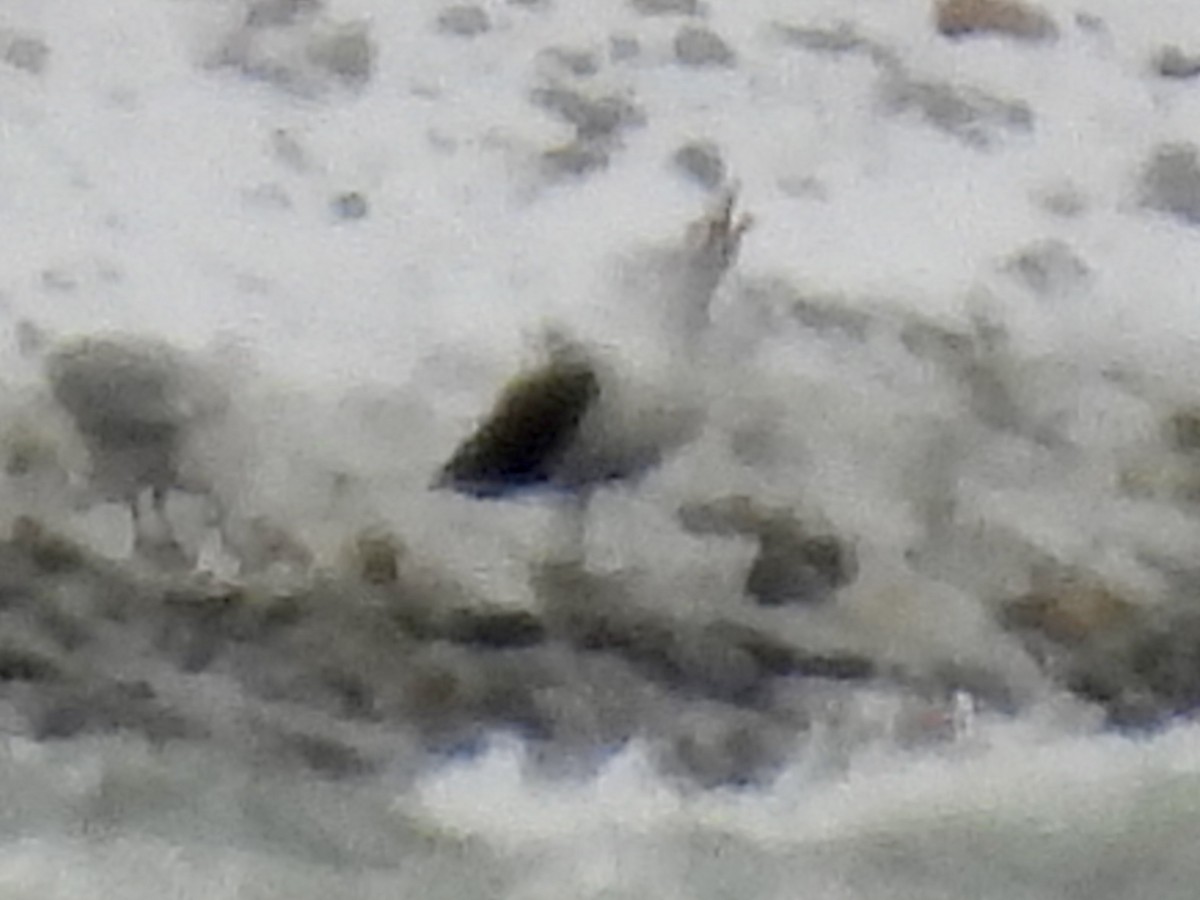 Great Black-backed Gull - ML646654739