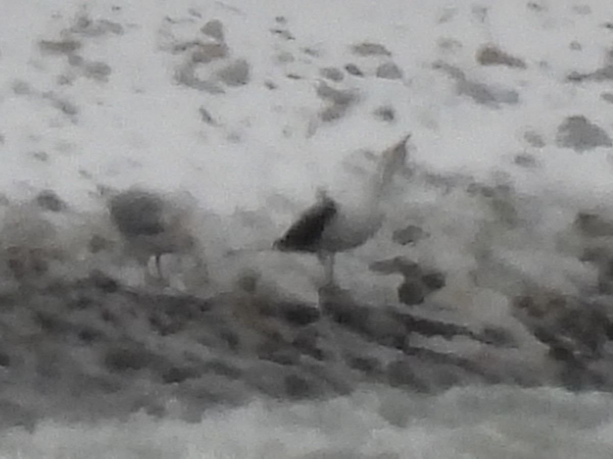 Great Black-backed Gull - ML646654740