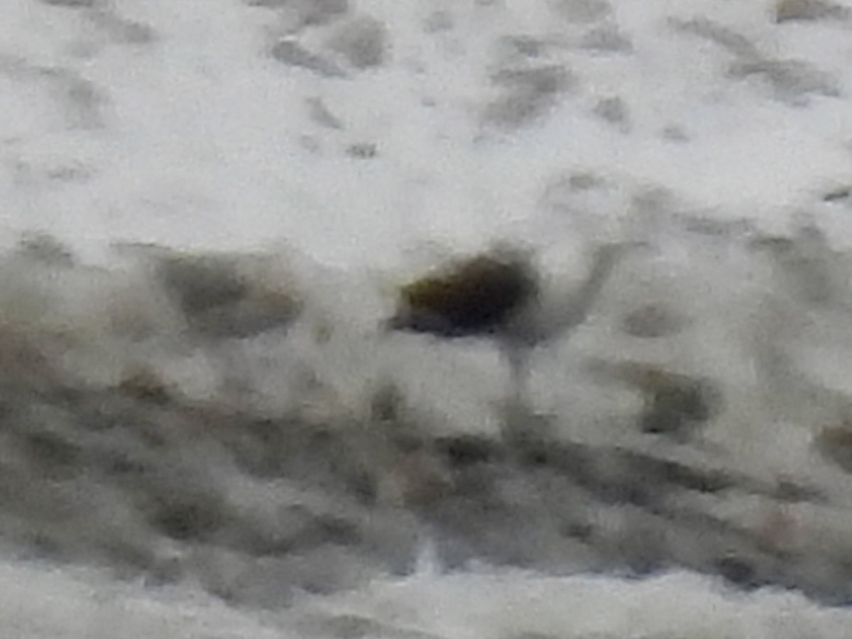 Great Black-backed Gull - ML646654742