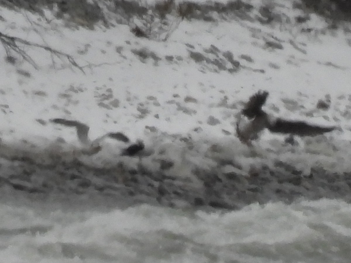 Great Black-backed Gull - ML646654744