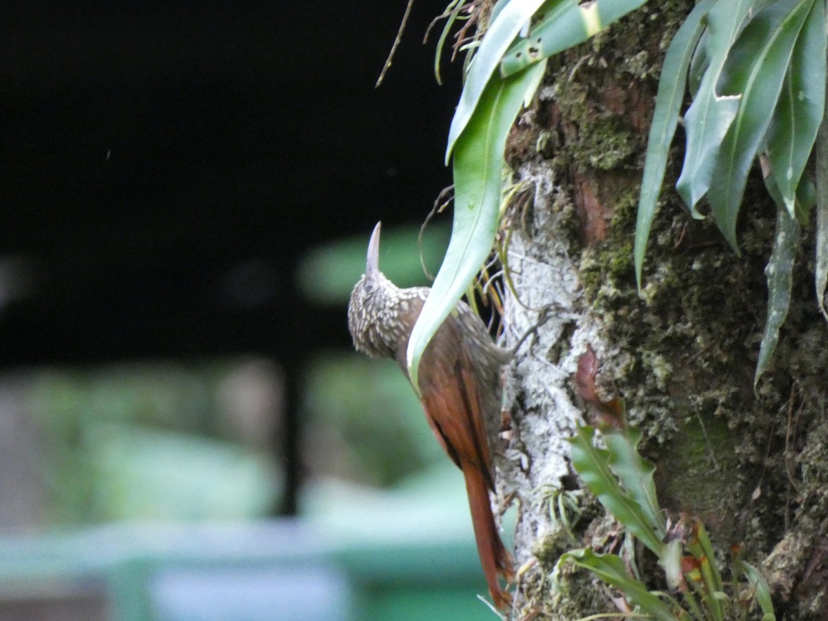 シマガシラオニキバシリ - ML646654746