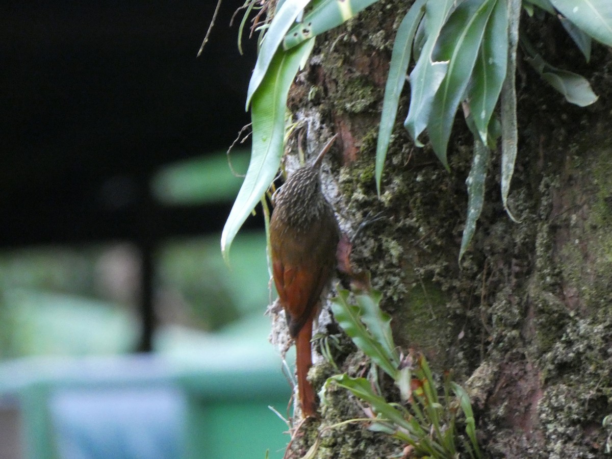 シマガシラオニキバシリ - ML646654747