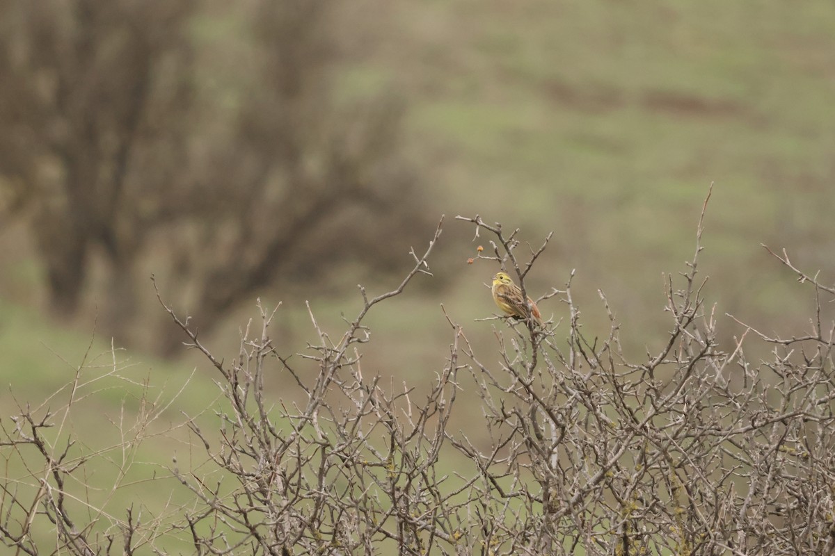 Escribano Cerillo - ML646654749