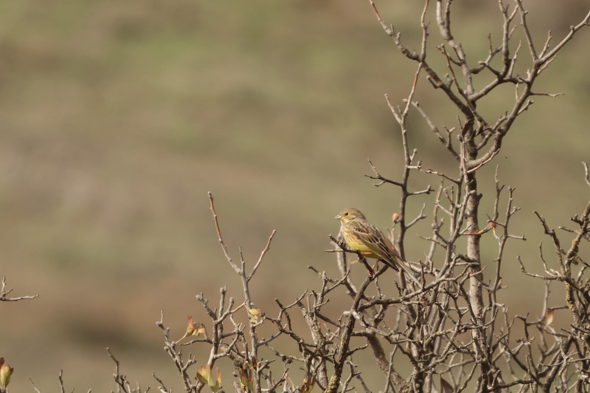 Escribano Cerillo - ML646654750