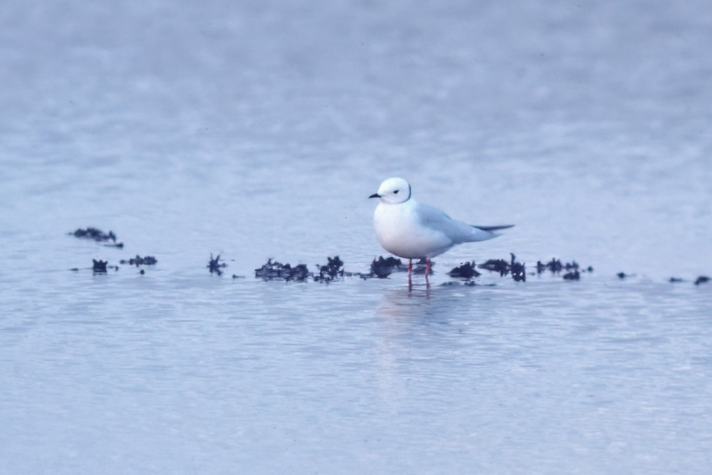 Antxeta arrosa - ML646654752