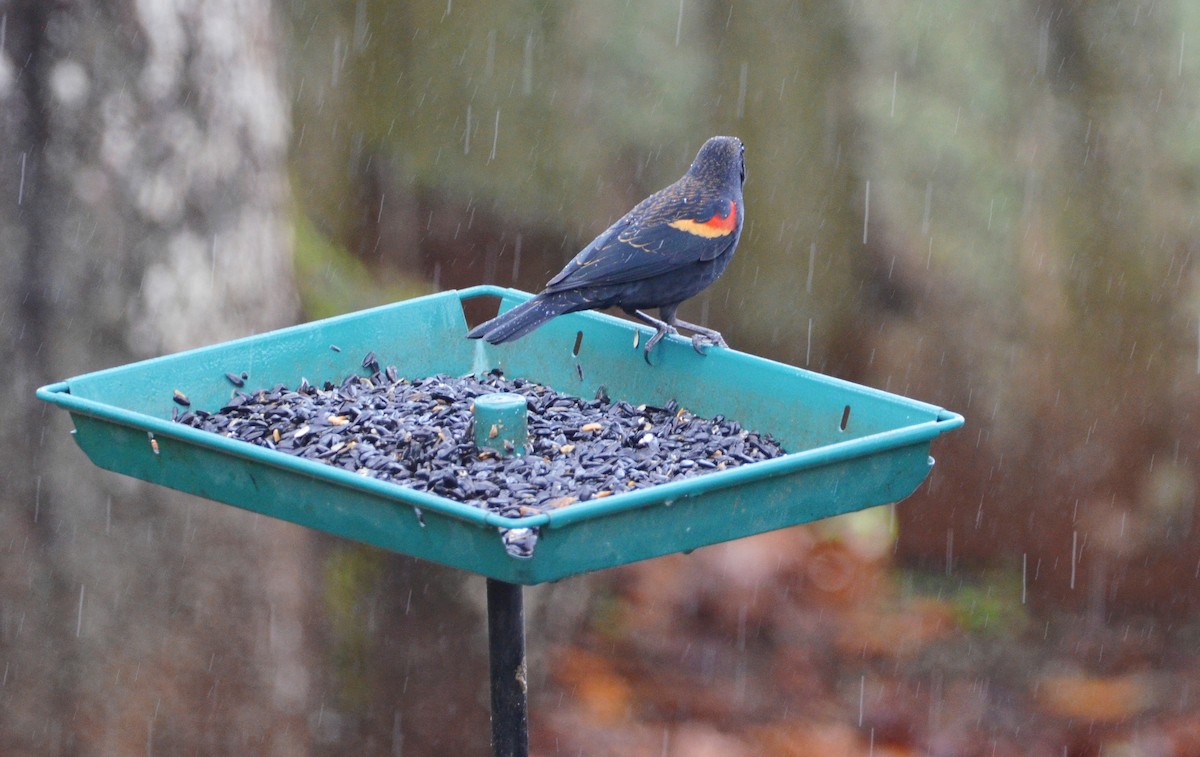 vlhovec červenokřídlý - ML646654754