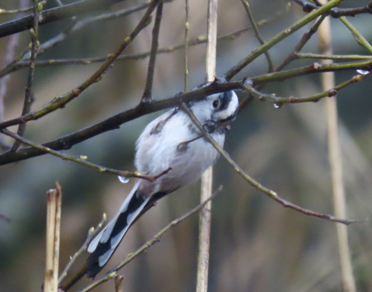 Uzun Kuyruklu Baştankara - ML646654761