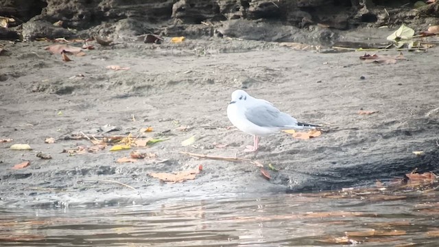 Bonaparte's Gull - ML646654762