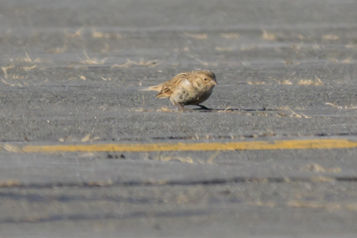 Chestnut-collared Longspur - ML646654769