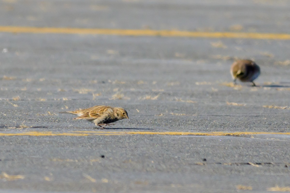 Chestnut-collared Longspur - ML646654770