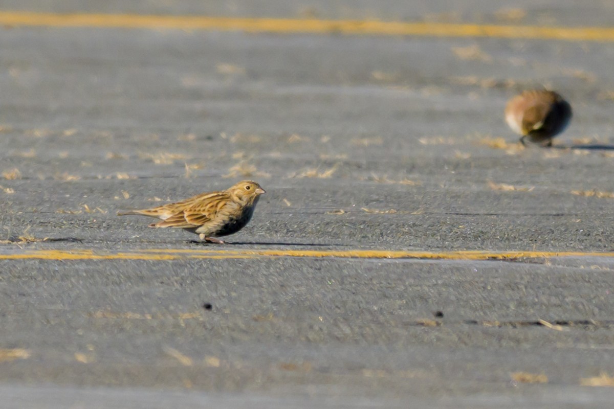 Chestnut-collared Longspur - ML646654771
