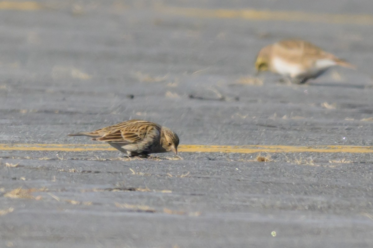 Chestnut-collared Longspur - ML646654773