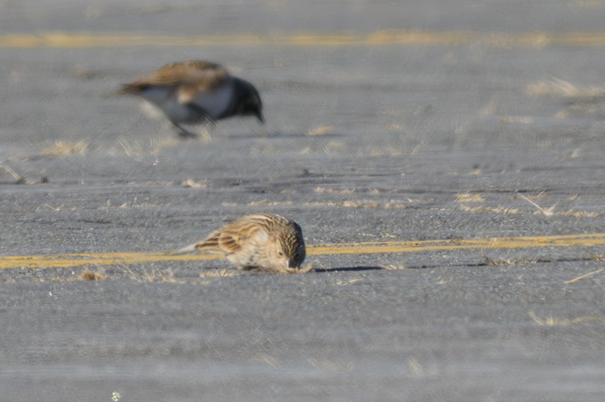 Chestnut-collared Longspur - ML646654774