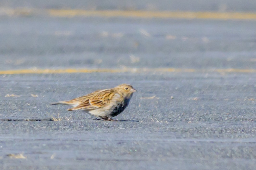Chestnut-collared Longspur - ML646654775