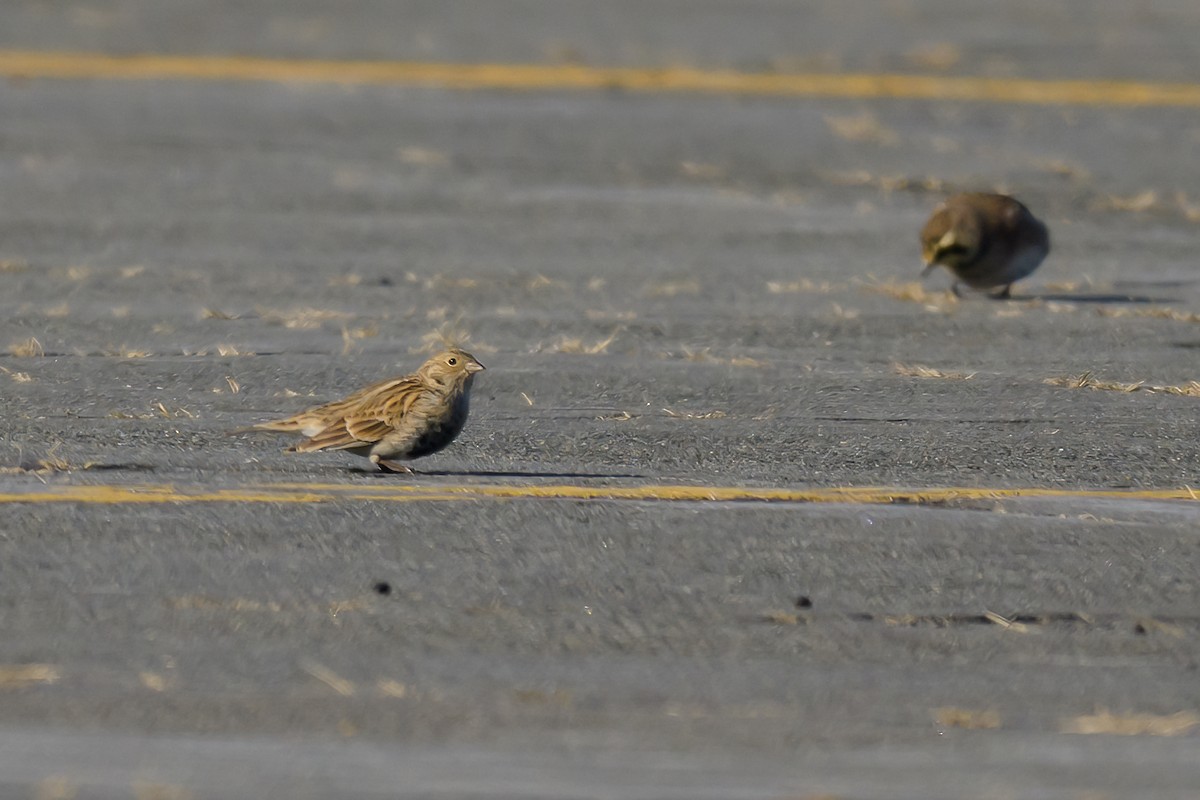 Chestnut-collared Longspur - ML646654776