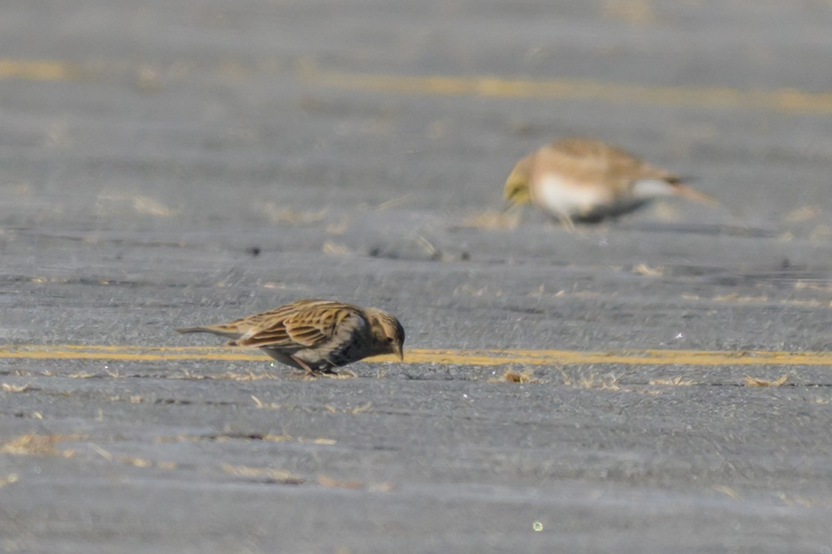 Chestnut-collared Longspur - ML646654777
