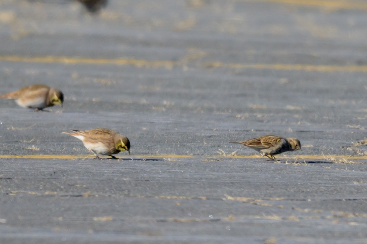 Chestnut-collared Longspur - ML646654778