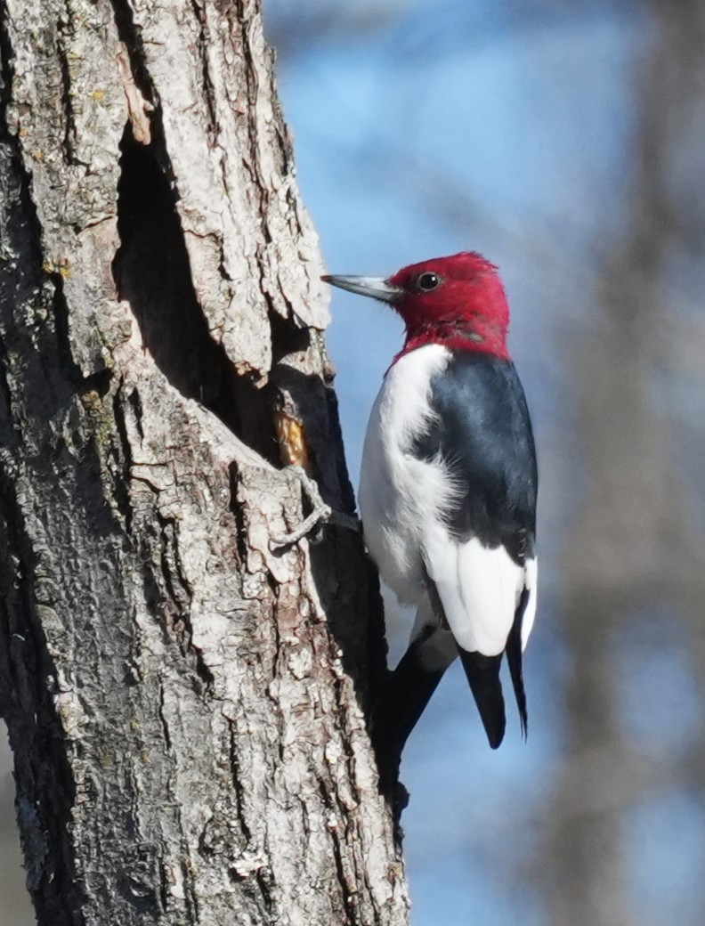 Red-headed Woodpecker - ML646654781