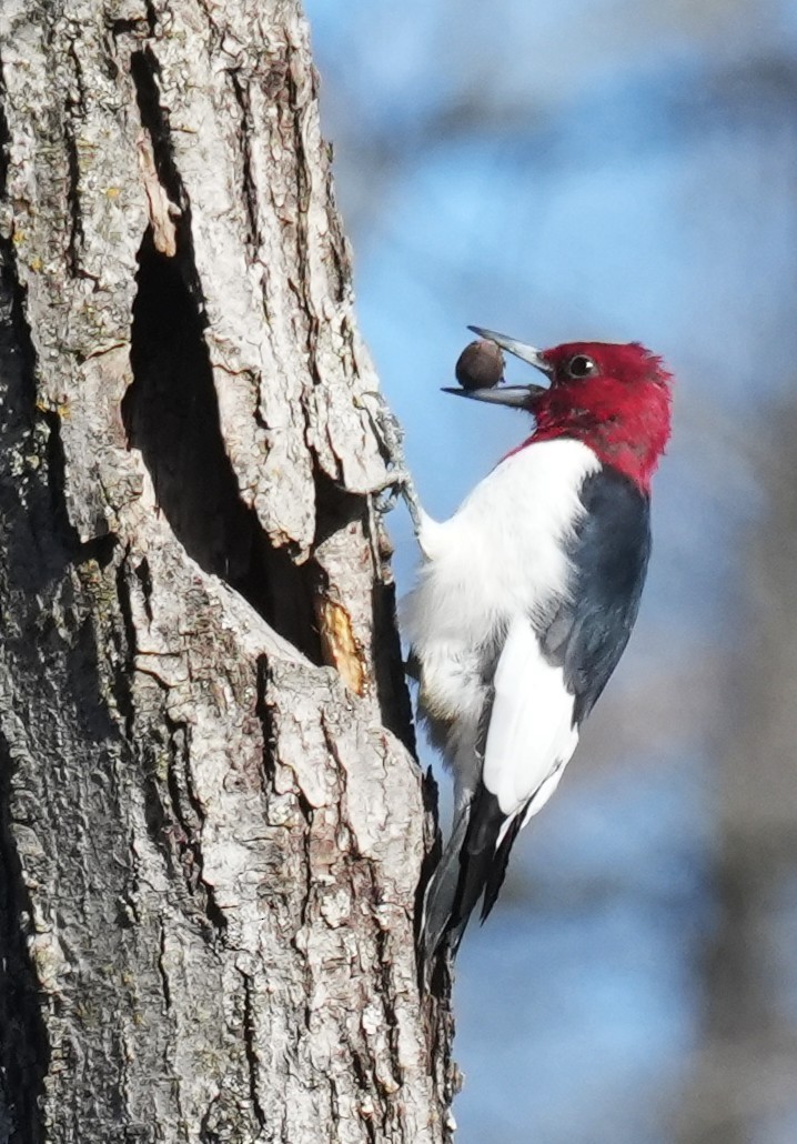 Red-headed Woodpecker - ML646654782