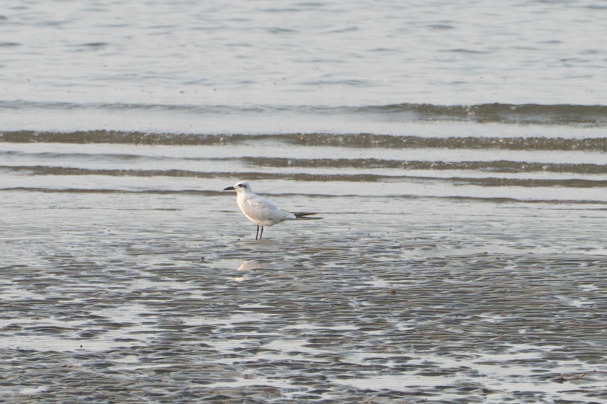 Gull-billed Tern - ML646654784