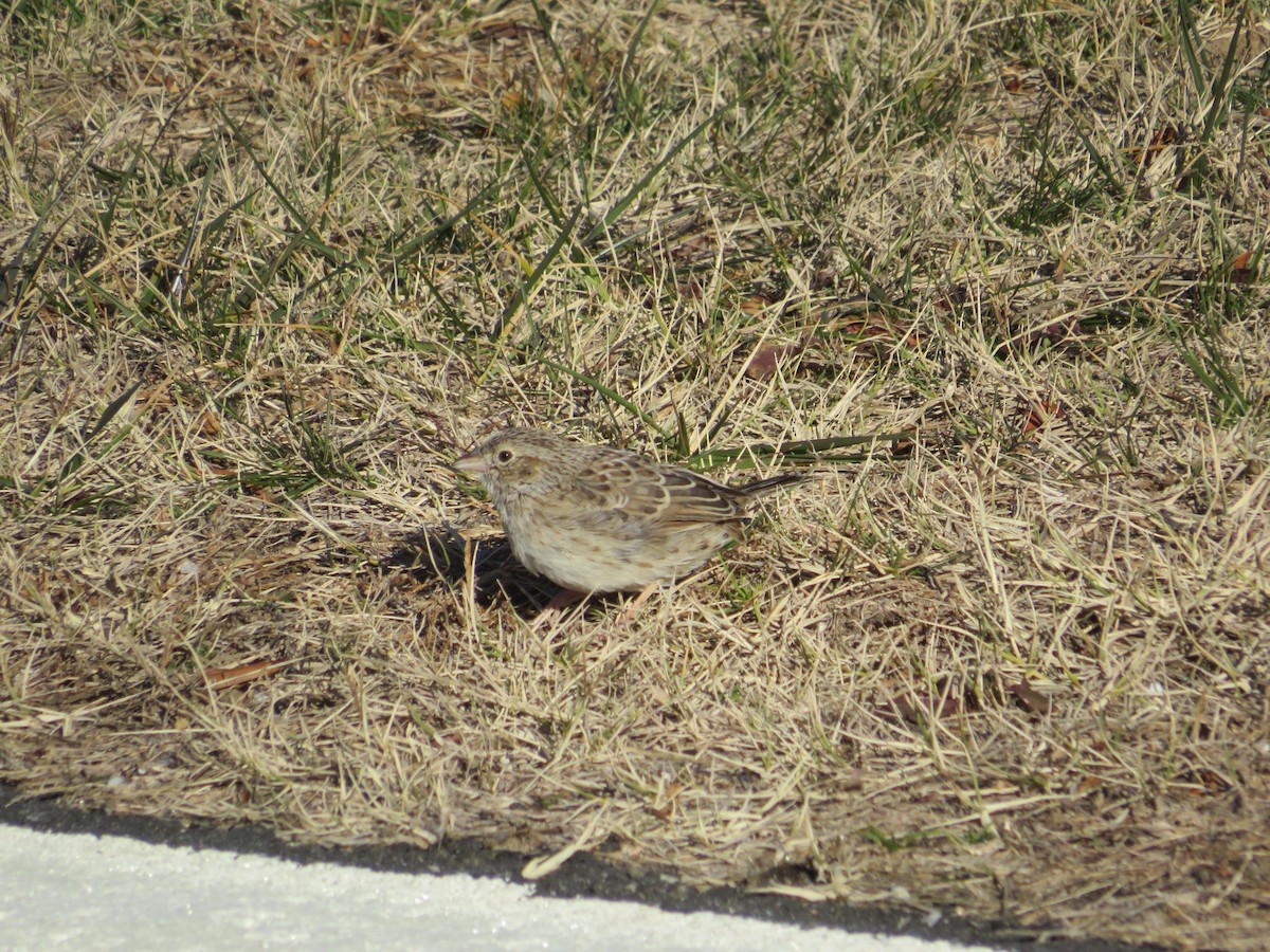 Cassin's Sparrow - ML646654785
