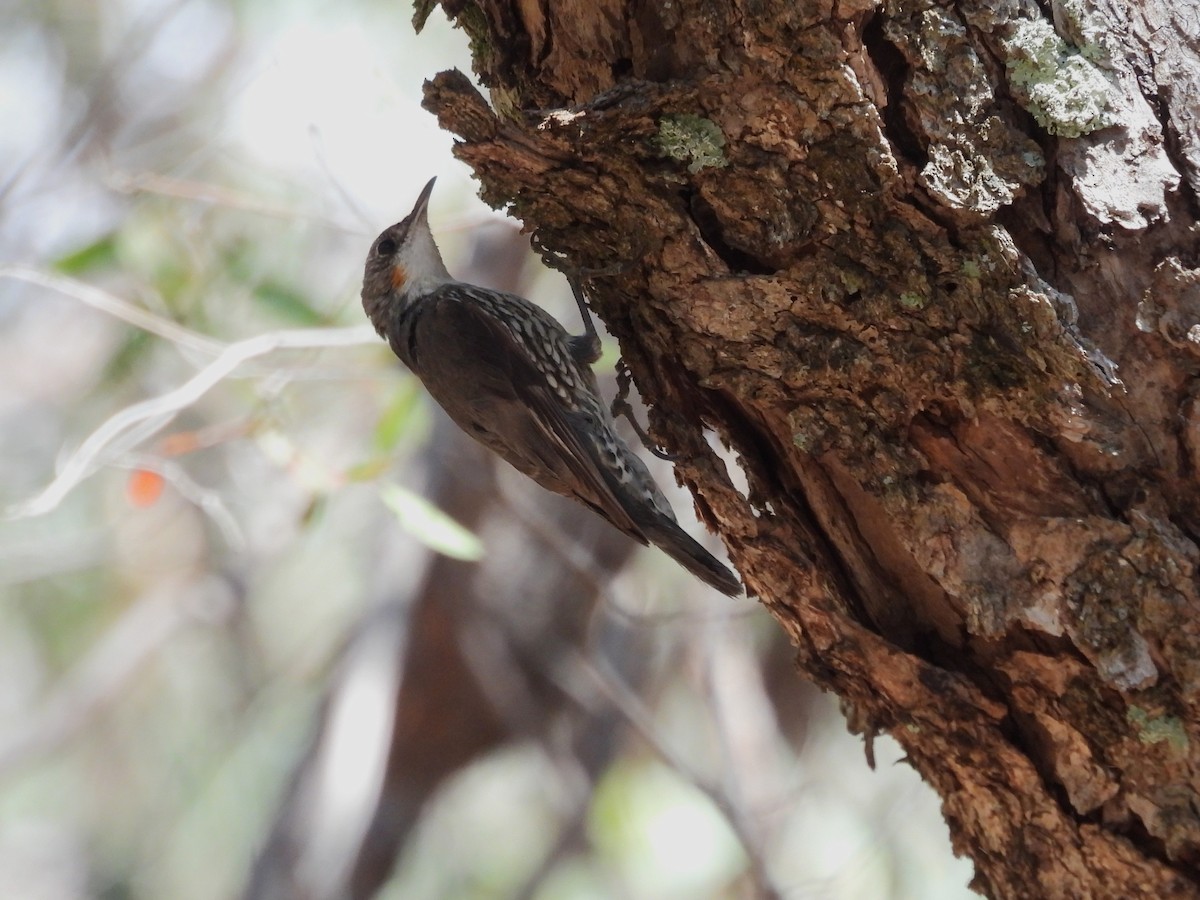 White-throated Treecreeper (White-throated) - ML646654786
