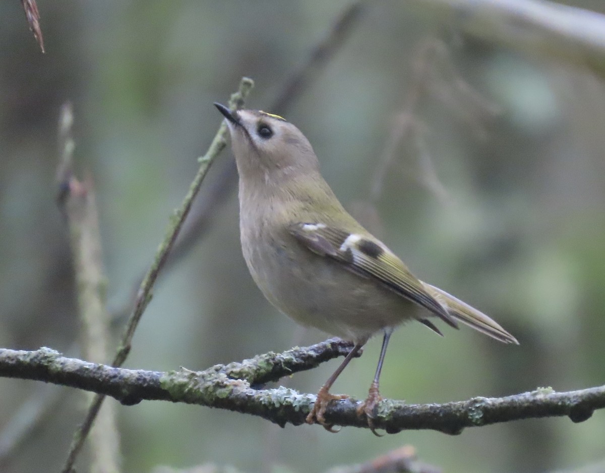 Çalıkuşu - ML646654787