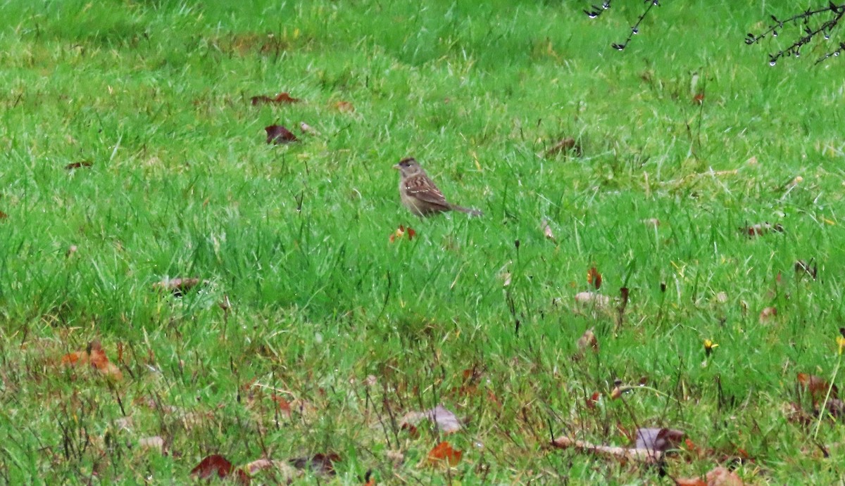 Kronenammer - ML646654789