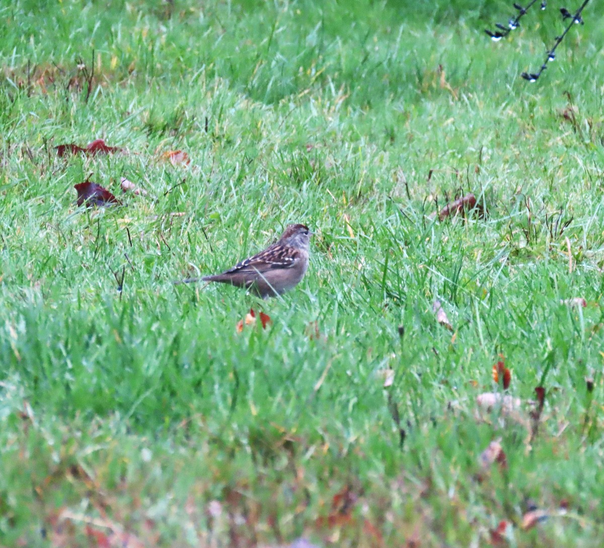 Kronenammer - ML646654790