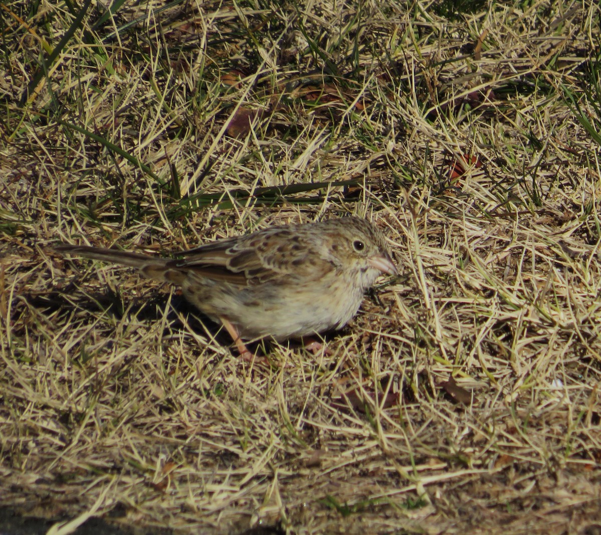 Cassin's Sparrow - ML646654797