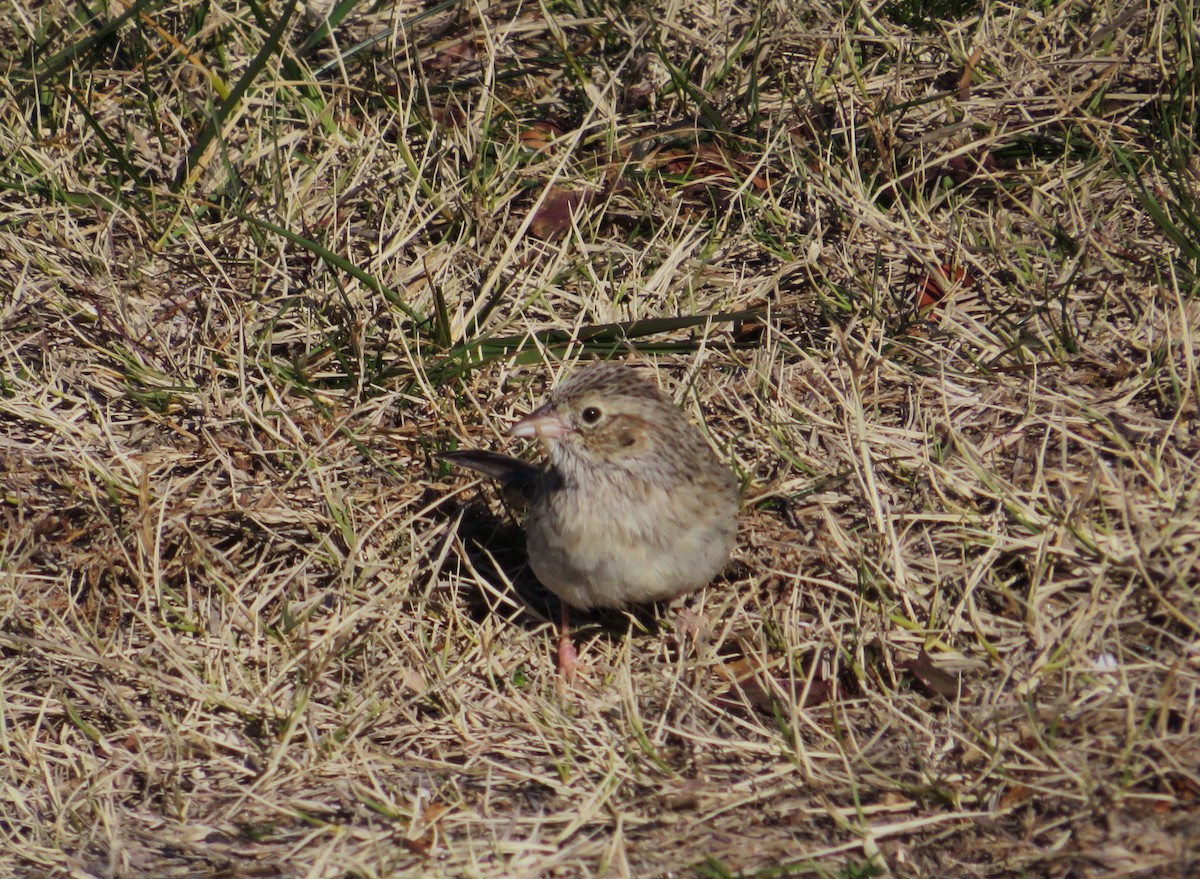 Cassin's Sparrow - ML646654802