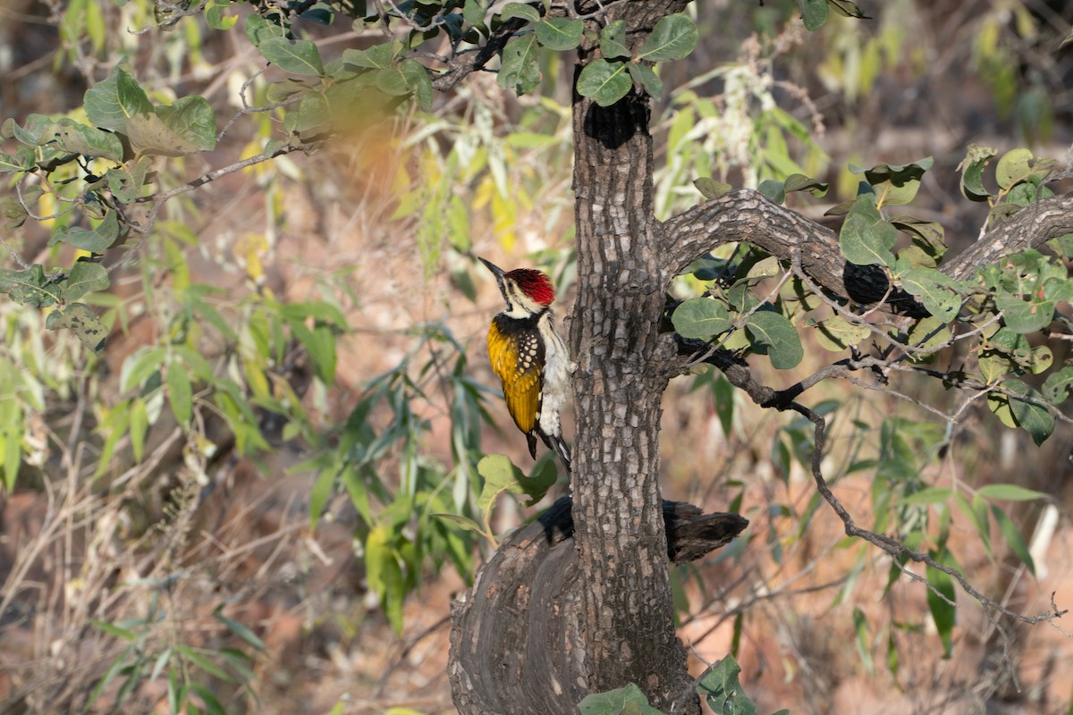 Black-rumped Flameback - ML646654804