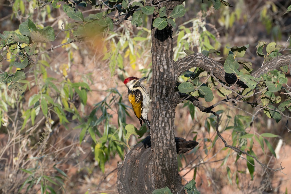 Black-rumped Flameback - ML646654805