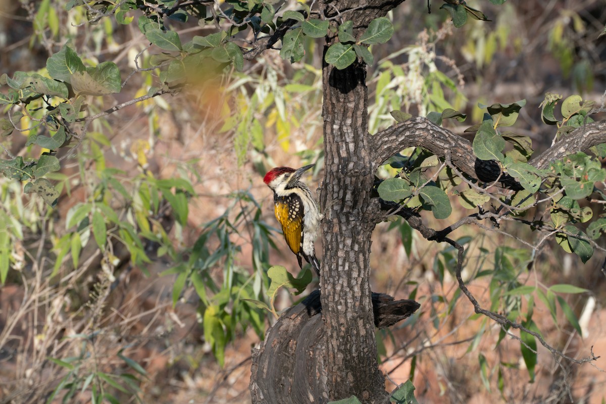 Black-rumped Flameback - ML646654806