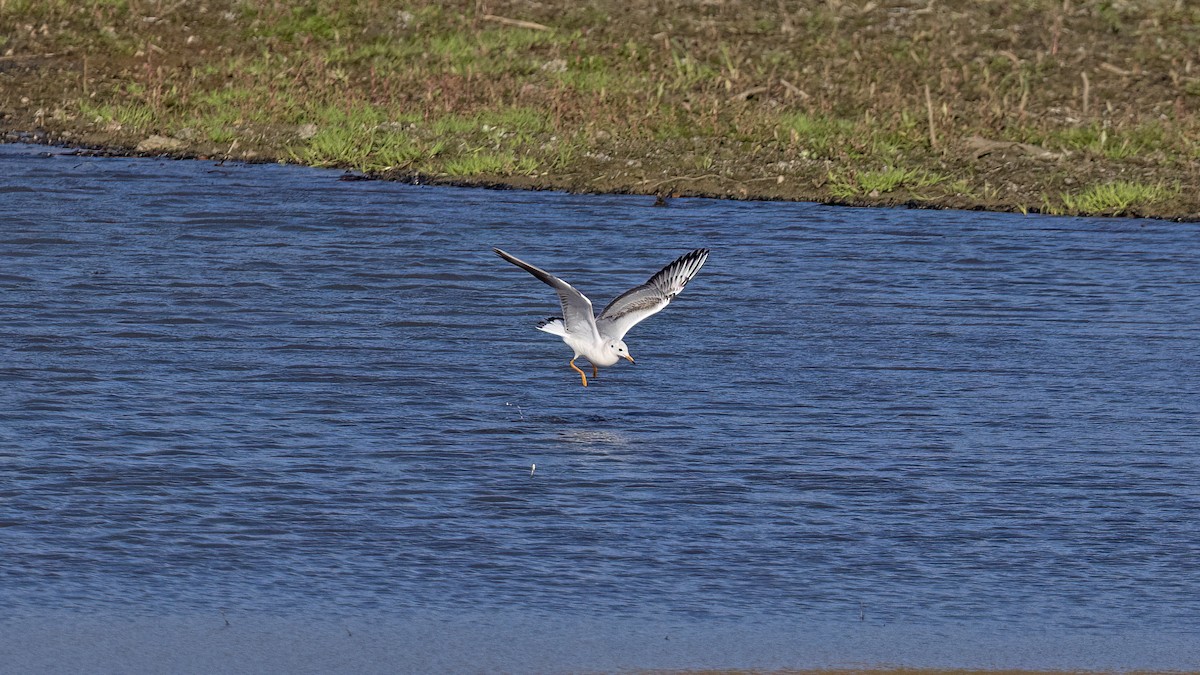Black-headed Gull - ML646654807