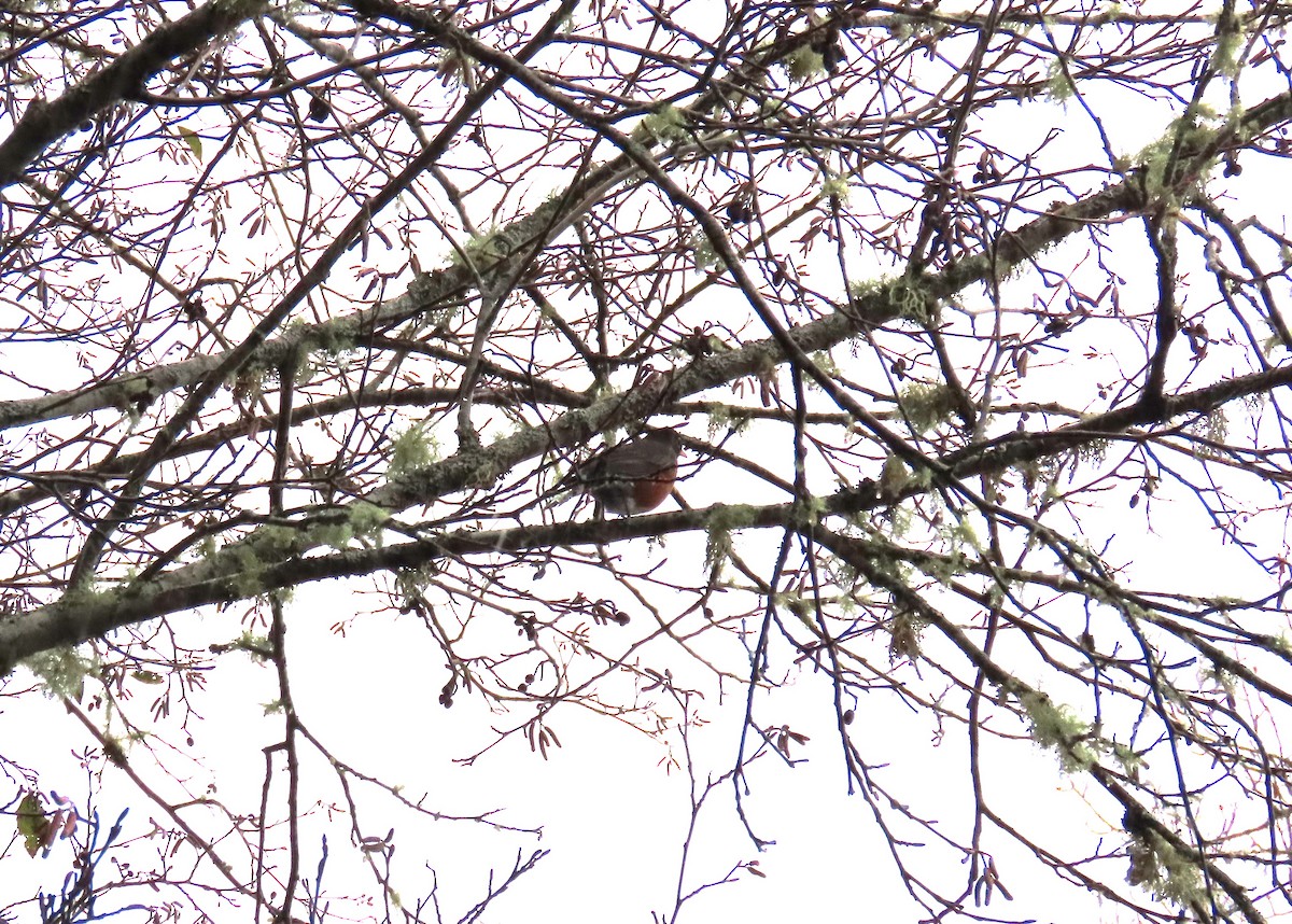 Wanderdrossel - ML646654808