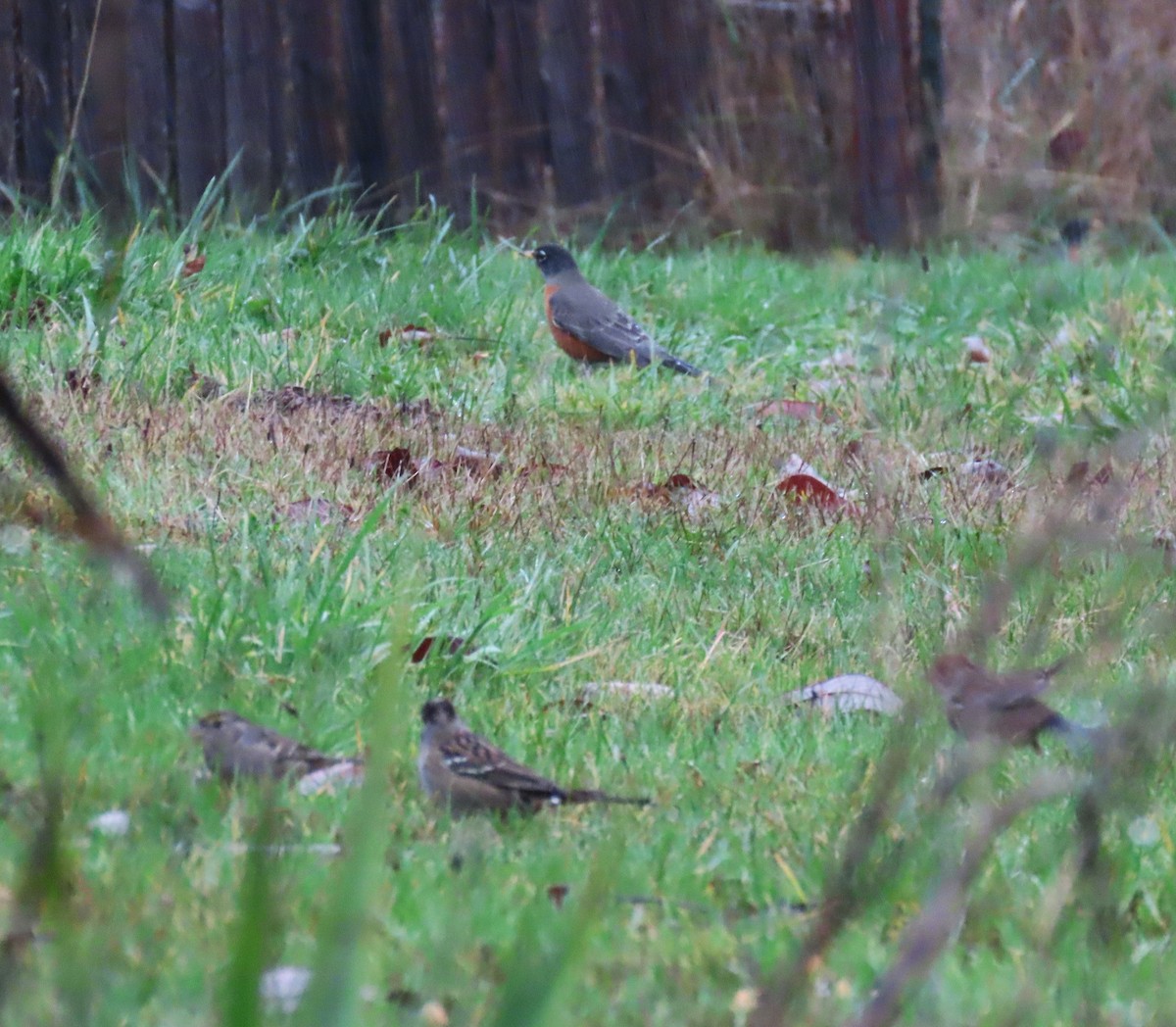 Wanderdrossel - ML646654809