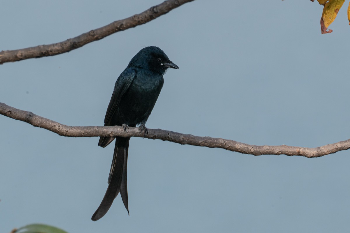 דרונגו שחור - ML646654810