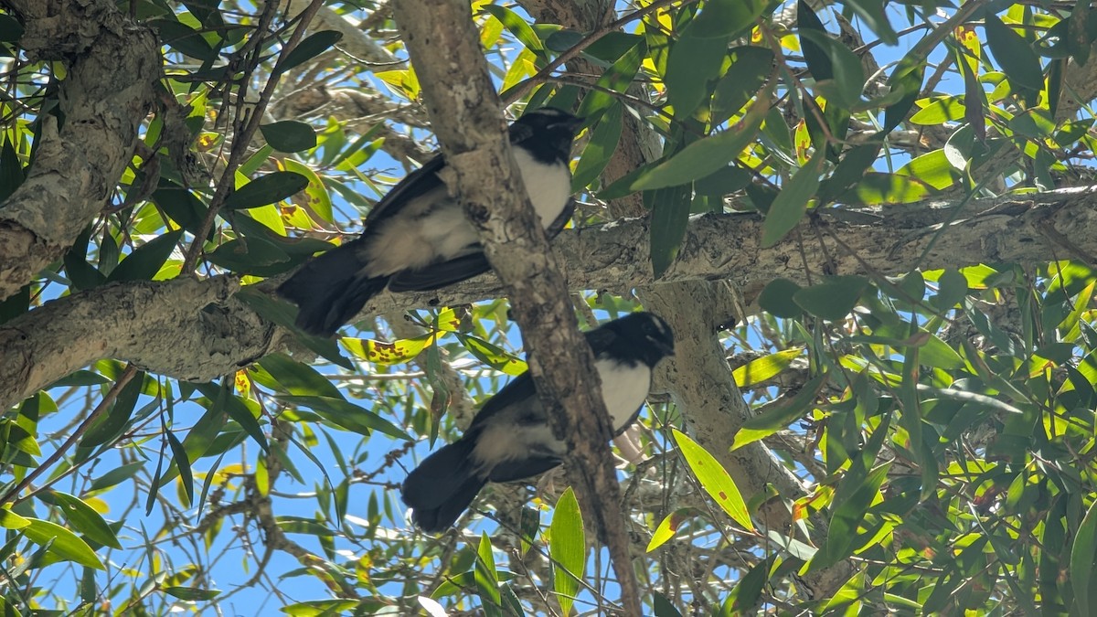 ヨコフリオウギビタキ - ML646654811