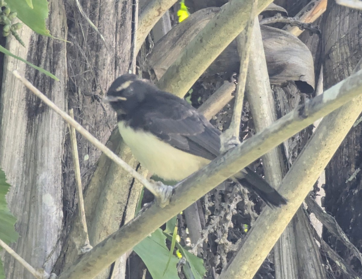 ヨコフリオウギビタキ - ML646654812